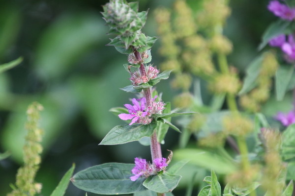 photo of Purple Loosestrife