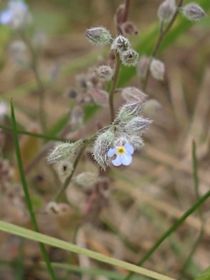 photo of Early Forget Me Not