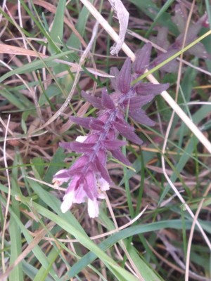 photo of Red Bartsia