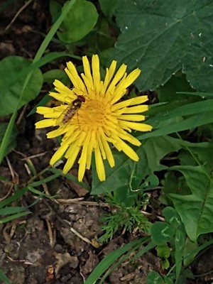 photo of Dandelion