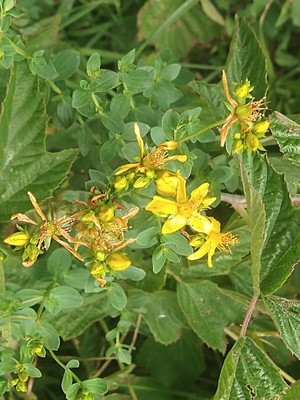 photo of Imperforate St. John's Wort