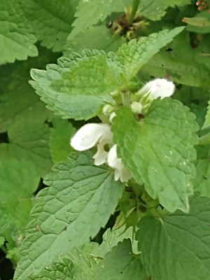 photo of White Dead Nettle