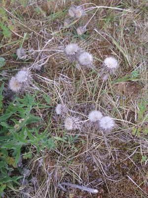 photo of Carline Thistle