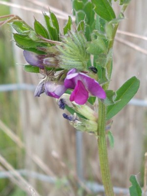 photo of Common Vetch