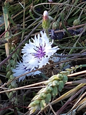 photo of Cornflower