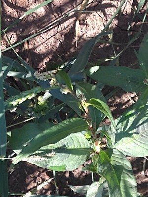 photo of Pale Persicaria