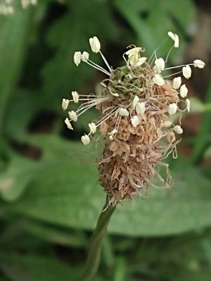 photo of Ribwort Plantain