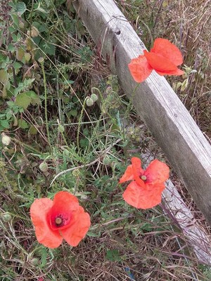 photo of Common Poppy