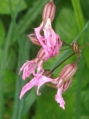 photo of Ragged Robin