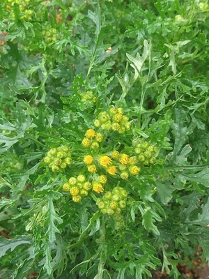 photo of Ragwort