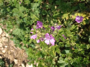photo of Common Mallow