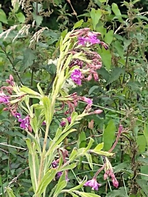 photo of Great Willowherb