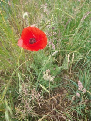 photo of Common Poppy