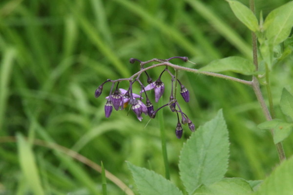 photo of Bittersweet