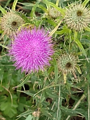 photo of Spear Thistle