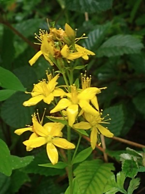 photo of Hairy St John's Wort