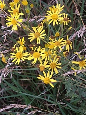 photo of Ragwort