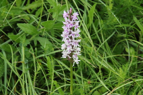 photo of Common Spotted Orchid