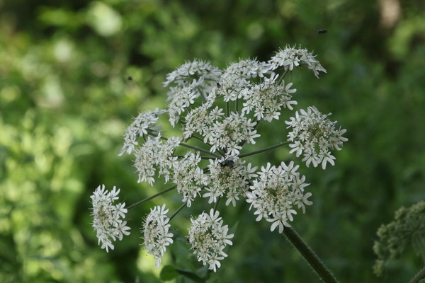 photo of Hogweed