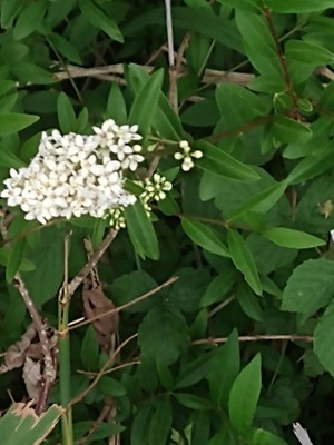 photo of Wild Privet