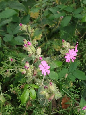 photo of Red Campion