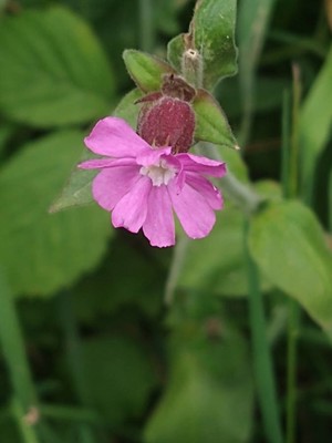 photo of Red Campion