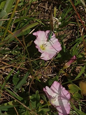 photo of Field Bindweed