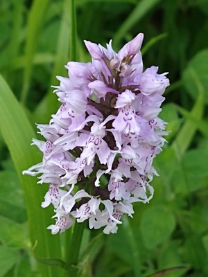 photo of Common Spotted Orchid