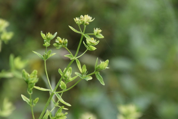 photo of Square Stalked St John's Wort