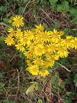 photo of Ragwort
