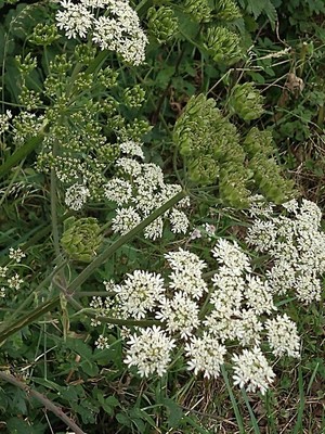 photo of Hogweed