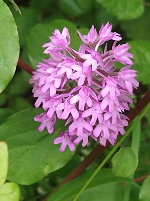 photo of Pyramidal Orchid
