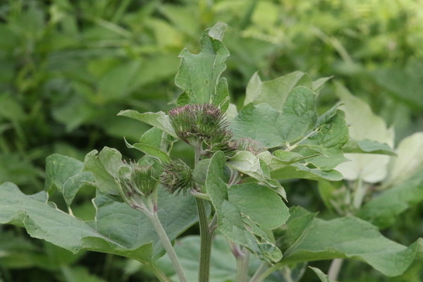 photo of Lesser Burdock