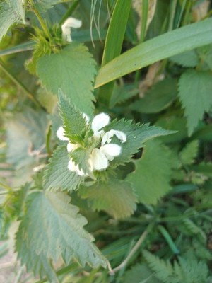 photo of White Dead Nettle