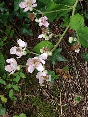 photo of Elm Leaved Bramble