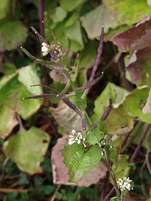 photo of Garlic Mustard