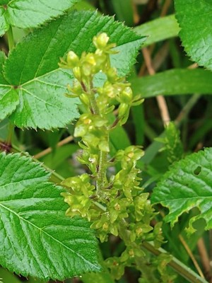 photo of Common Twayblade