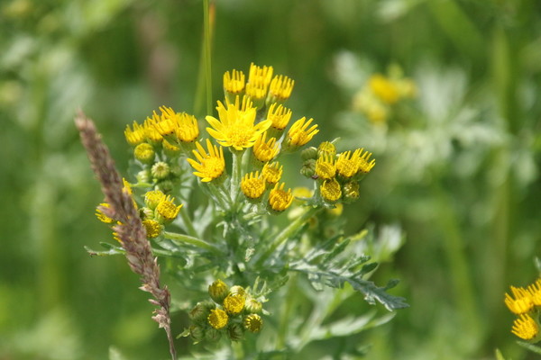 photo of Ragwort