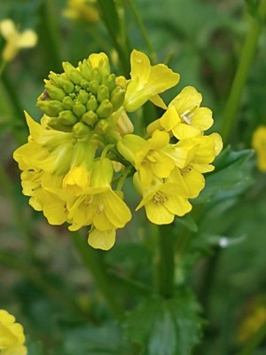 photo of Common Winter Cress