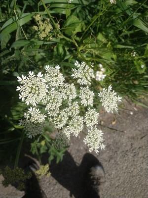 photo of Hogweed