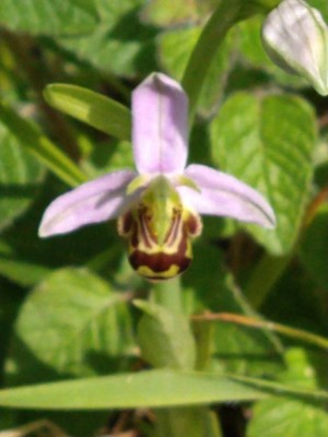 photo of Bee Orchid