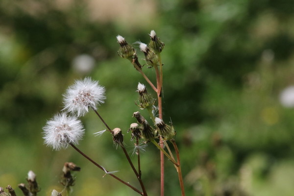 photo of Smooth Sow Thistle