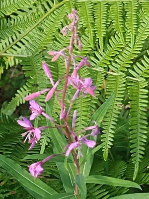 photo of Rosebay Willowherb