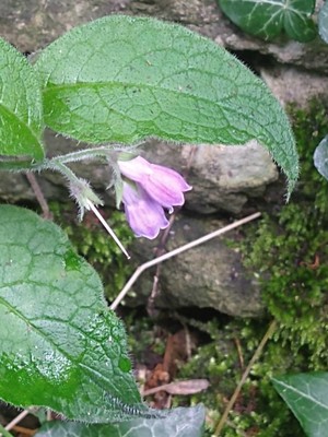 photo of Common Comfrey