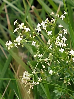 photo of Hedge Bedstraw