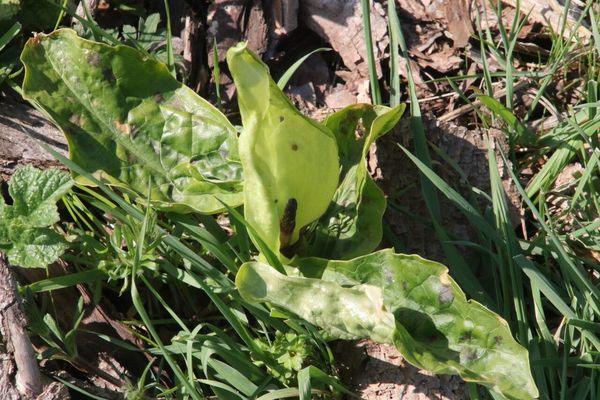 photo of Italian Arum