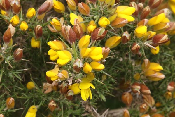 photo of Gorse
