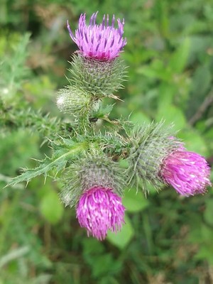 photo of Spear Thistle
