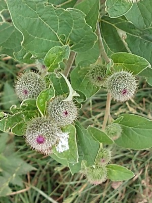 photo of Lesser Burdock