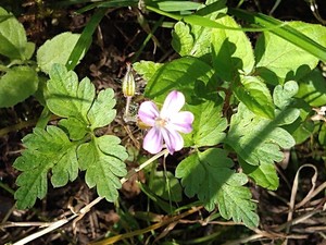 photo of Herb Robert